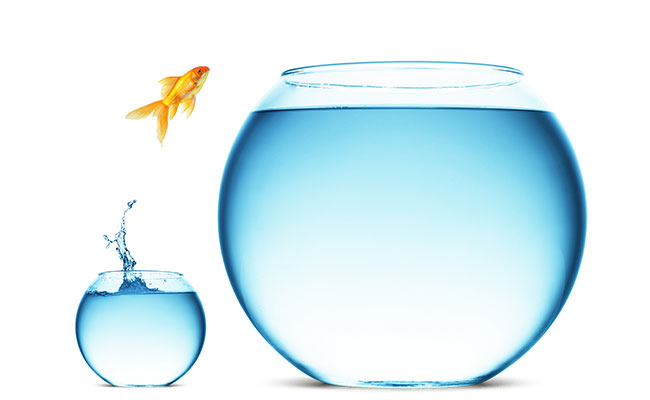 impulso_innovacion_servici_2 pez saltando a una pecera más grande